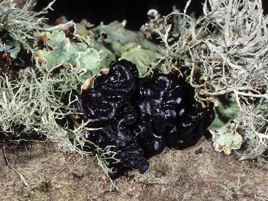 Black Witch's Butter: Exidia glandulosa - Mushroom Species Images